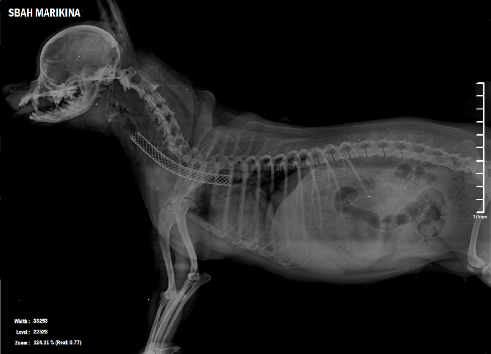 Tracheal-Collapse-After-Surgery